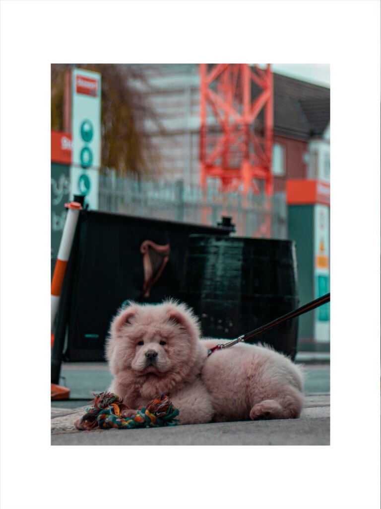 PelucheDBL